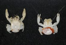 Cientistas divulgam descoberta de tubarão-lanterna bioluminescente