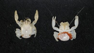 Cientistas divulgam descoberta de tubarão-lanterna bioluminescente