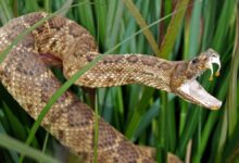 Pesquisa detalha como mordidas de cobras injetam veneno