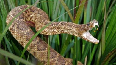 Pesquisa detalha como mordidas de cobras injetam veneno