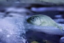 Pesquisa cria sangue artificial de peixe para evitar freezer burn
