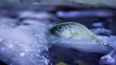 Pesquisa cria sangue artificial de peixe para evitar freezer burn