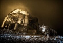 Fotógrafo revela em pesquisa imagem rara de hiena em cidade fantasma
