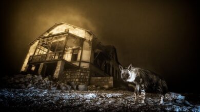 Fotógrafo revela em pesquisa imagem rara de hiena em cidade fantasma