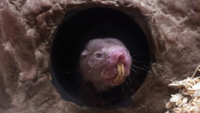 Estudo mostra toupeiras-peladas designadas para limpar toilete