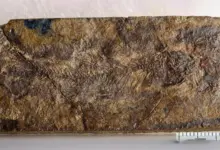 Descoberta de fóssil revela nova evolução em peixes