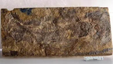 Descoberta de fóssil revela nova evolução em peixes