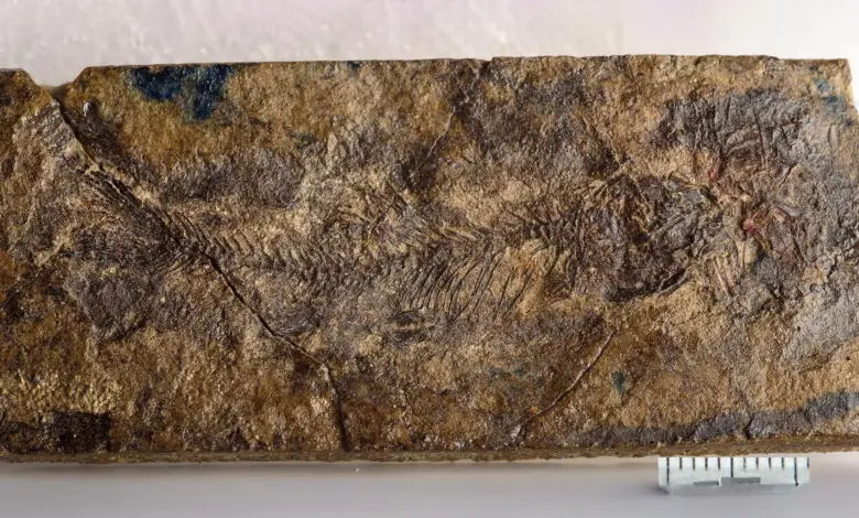 Descoberta de fóssil revela nova evolução em peixes