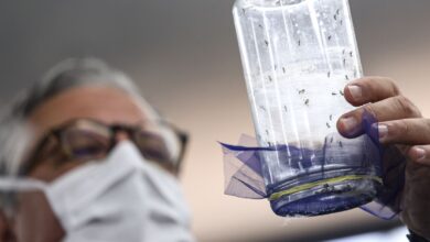 Fiocruz apresenta tecnologia para combate à dengue