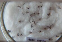Butantan padroniza nomenclatura de vírus da dengue
