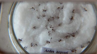 Butantan padroniza nomenclatura de vírus da dengue