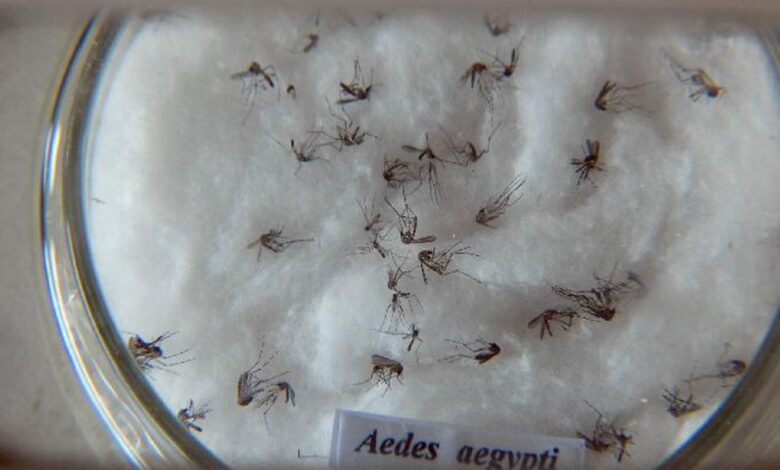 Butantan padroniza nomenclatura de vírus da dengue