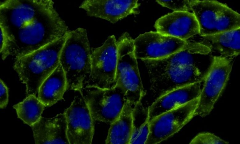 Cientistas usam química click para estudar moléculas vivas