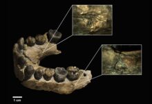 Pesquisa revela que leopardos atacaram ancestrais humanos