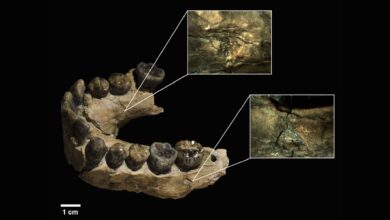 Pesquisa revela que leopardos atacaram ancestrais humanos