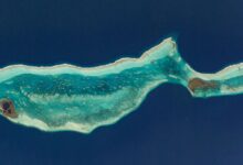 Pesquisa revela formação do grande blue blowhole em Belize