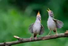 Pesquisa revela alerta universal compartilhado por aves