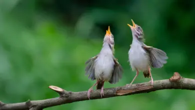 Pesquisa revela alerta universal compartilhado por aves