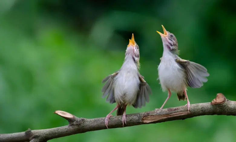 Pesquisa revela alerta universal compartilhado por aves