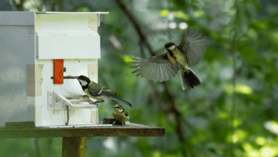 Pesquisa revela apoio entre irmãos em aves jovens
