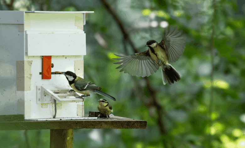 Pesquisa revela apoio entre irmãos em aves jovens
