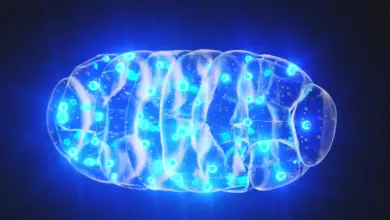 Pesquisa revela ligação entre energia cerebral e doenças mentais