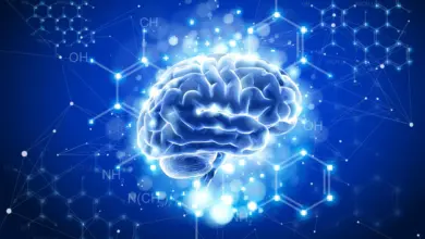 Cientistas de Stanford usam aditivo alimentar em estudo sobre mini cérebros