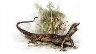 Cientistas detalham descoberta de lagarto jurássico com mandíbula similar à de cobra