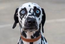 Nova pesquisa investiga se cães percebem fantasmas