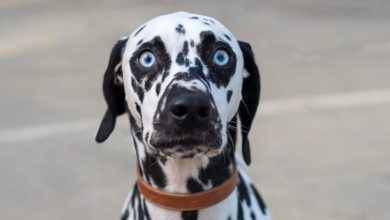 Nova pesquisa investiga se cães percebem fantasmas