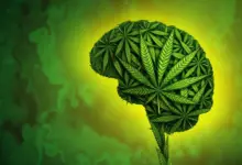 Estudo revela como o DNA influencia uso de cannabis