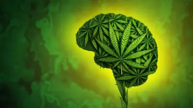 Estudo revela como o DNA influencia uso de cannabis