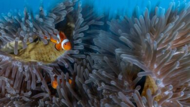 A origem surpreendente dos peixes de aquário e sua cultura