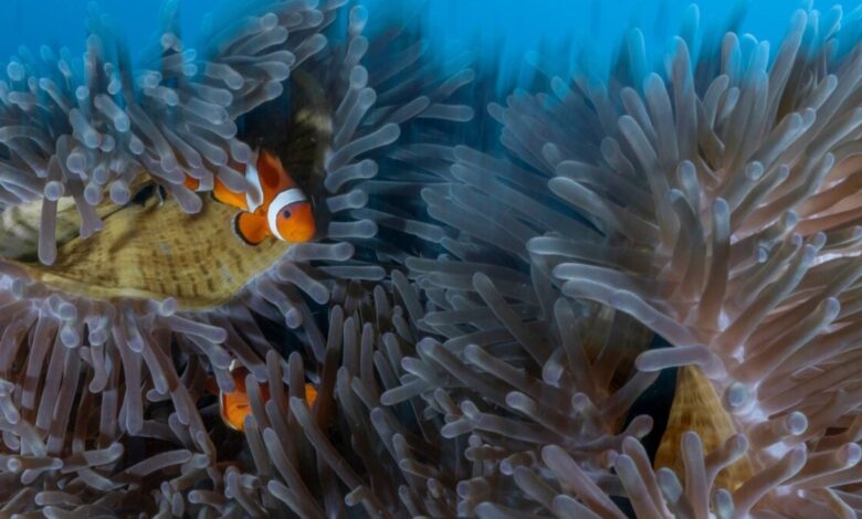 A origem surpreendente dos peixes de aquário e sua cultura