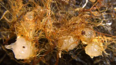 Cientistas identificam orquídeas brotando de madeira morta