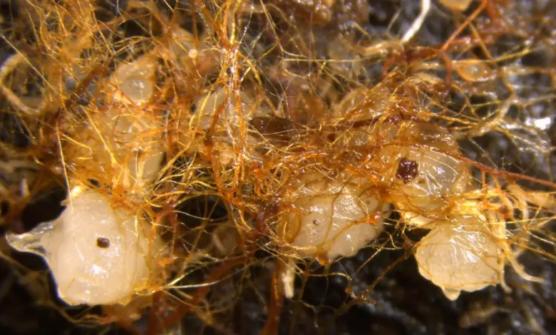 Cientistas identificam orquídeas brotando de madeira morta