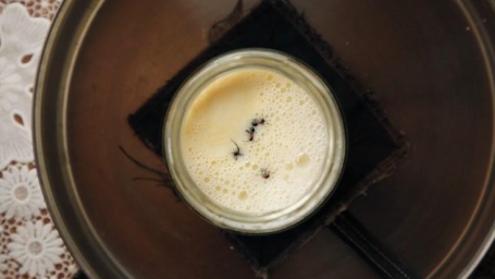 Antropólogos recriam iguaria com formigas em estudo gastronômico