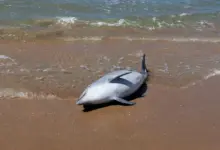 Pesquisa alerta sobre morte precoce de golfinhos no Atlântico