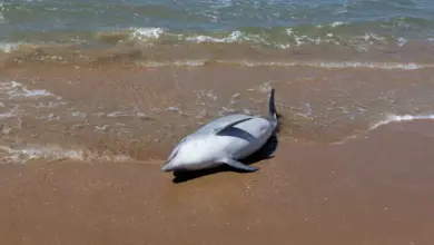 Pesquisa alerta sobre morte precoce de golfinhos no Atlântico