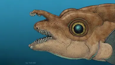 Cientistas identificam dentes reais em peixe, revela pesquisa