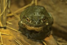 Pesquisa investiga efeito psicoativo do veneno do sapo