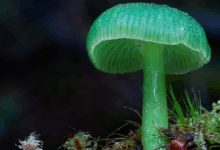 Estudo revela 13 imagens de fungos com rica diversidade