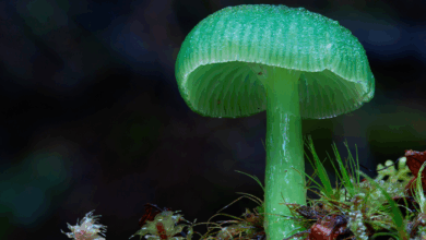 Estudo revela 13 imagens de fungos com rica diversidade