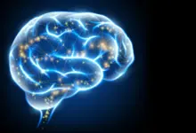 Pesquisa testa vitamina K potencializada para regenerar cérebro