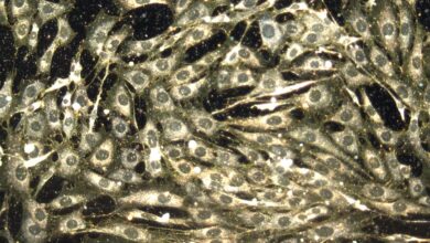 Estudo testa nanopartículas para reduzir danos da quimioterapia