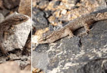 Pesquisa revela lagartos em deserto extremo intrigam ciência