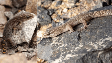 Pesquisa revela lagartos em deserto extremo intrigam ciência