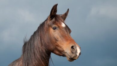 Estudo explica visão lateral dos cavalos
