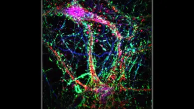 Johns Hopkins identifica nanotubos que espalham Alzheimer, diz estudo