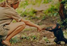 Jane Goodall transforma pesquisa sobre chimpanzés